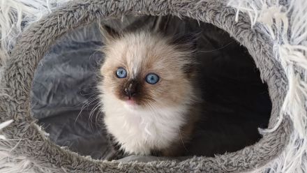 3 süsse Birma/Ragdoll Kätzchen, Kitten, Kater
