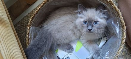 Birma/Ragdoll Kitten, Kätzchen abgabebereit