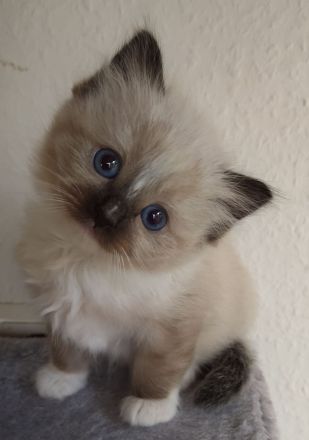 2 süsse Birma/Ragdoll Kätzchen, Kitten, Kater