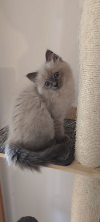 Birma/Ragdoll Kitten, Kätzchen abgabebereit