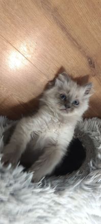 Birma/Ragdoll Kitten, Kätzchen abgabebereit