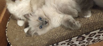 Birma/Ragdoll Kitten, Kätzchen abgabebereit
