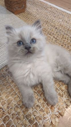 3 süsse Birma/Ragdoll Kätzchen, Kitten, Kater