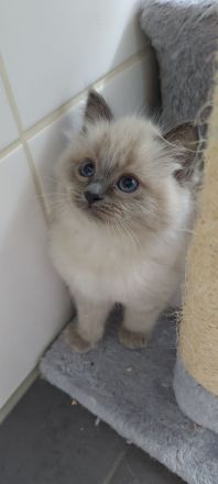 Birma/Ragdoll Kitten, Kätzchen abgabebereit