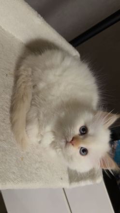 Wunderschöne weibliche Ragdoll-Katze sucht ein liebevolles Zuhause 🐾