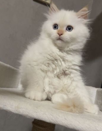 Wunderschöne weibliche Ragdoll-Katze sucht ein liebevolles Zuhause 🐾