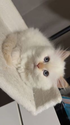 Wunderschöne weibliche Ragdoll-Katze sucht ein liebevolles Zuhause 🐾