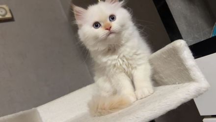 Wunderschöne weibliche Ragdoll-Katze sucht ein liebevolles Zuhause 🐾