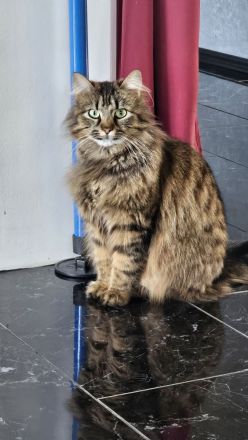 Katze Greta wartet auf ihre Herzensmenschen