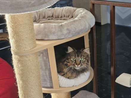 Katze Greta wartet auf ihre Herzensmenschen
