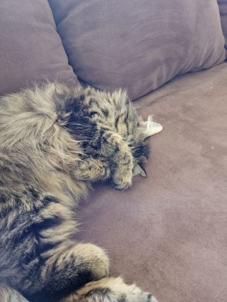 Katze Greta wartet auf ihre Herzensmenschen
