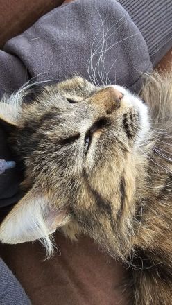 Katze Greta wartet auf ihre Herzensmenschen