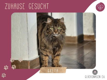 Katze Greta wartet auf ihre Herzensmenschen