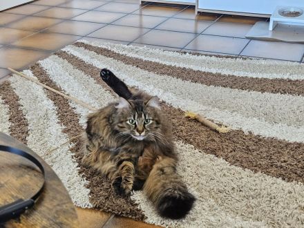 Katze Greta wartet auf ihre Herzensmenschen