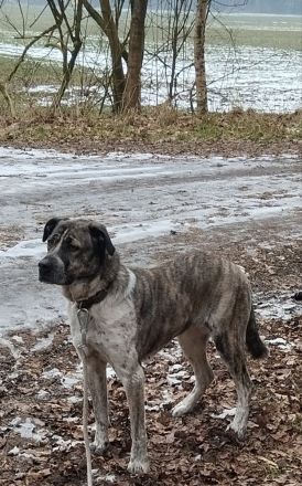 Appenzeller-Bernersennen-Labrador Mix