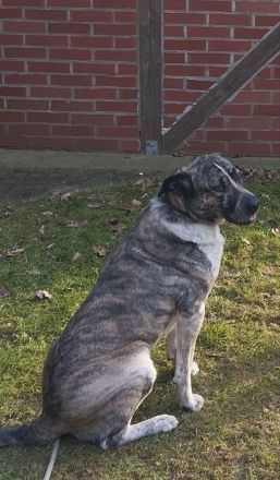 Appenzeller-Bernersennen-Labrador Mix