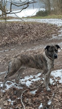 Appenzeller-Bernersennen-Labrador Mix