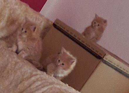 Maine coon kitten