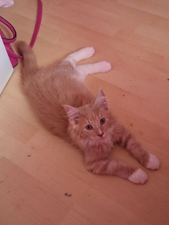 Maine coon kitten