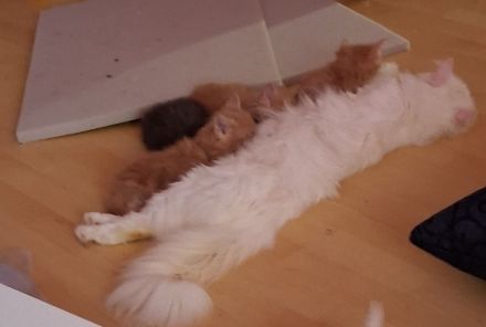 Maine coon kitten