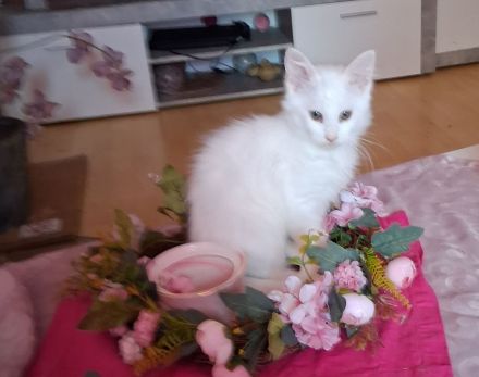 Maine coon kitten