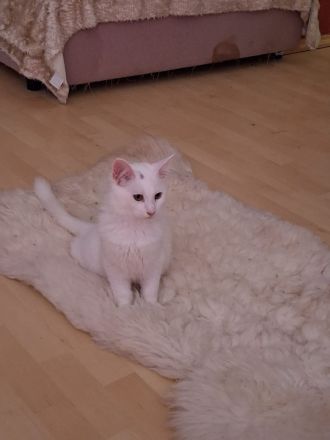 Maine coon kitten