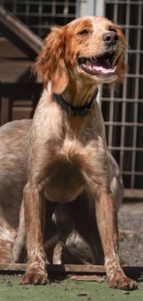 Gael