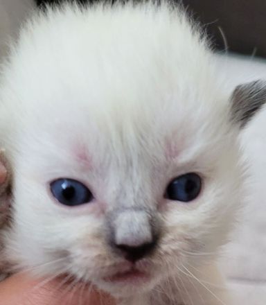 Neva Masquarade Kitten Sibirische Waldkatzen Katzen Kater