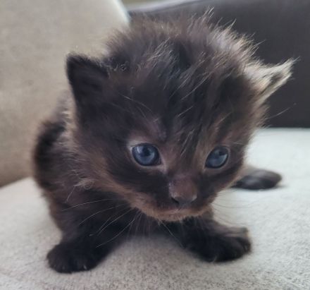 Neva Masquarade Kitten Sibirische Waldkatzen Katzen Kater