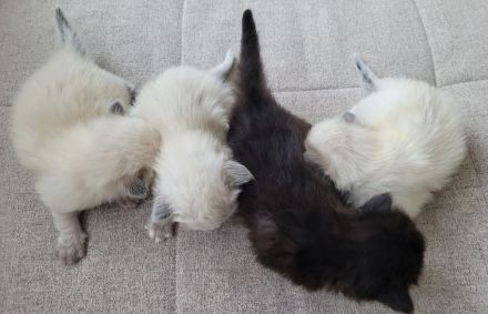 Neva Masquarade Kitten Sibirische Waldkatzen Katzen Kater