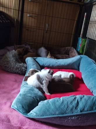Chihuahua Bande 🐶 sucht liebevolles Zuhause