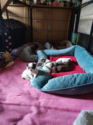 Chihuahua Bande 🐶 sucht liebevolles Zuhause
