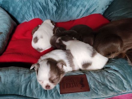 Chihuahua Bande 🐶 sucht liebevolles Zuhause