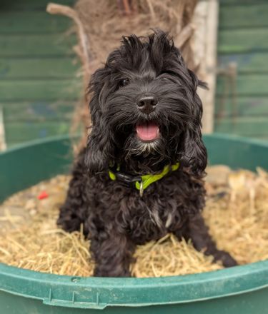 Hübsche Cockapoo Welpen