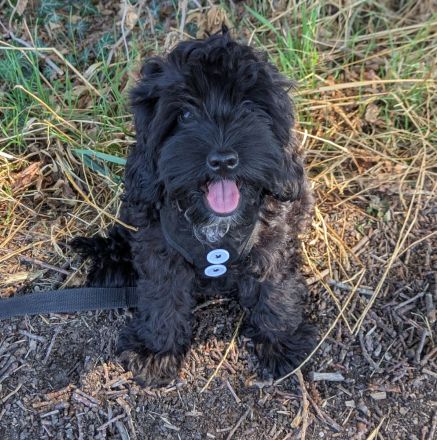 Hübsche Cockapoo Welpen