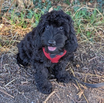 Hübsche Cockapoo Welpen