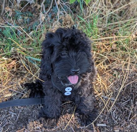 Hübsche Cockapoo Welpen