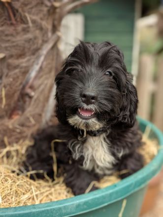 Hübsche Cockapoo Welpen