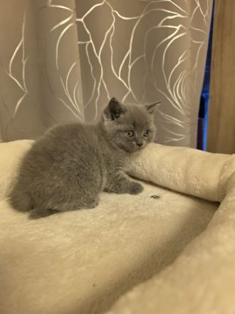 🐱 Reinrassige Britisch Kurzhaar Kätzchen abzugeben – liebevoll aufgezogen & bestens sozialisiert