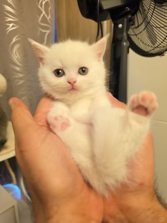 🐱 Reinrassige Britisch Kurzhaar Kätzchen abzugeben – liebevoll aufgezogen & bestens sozialisiert