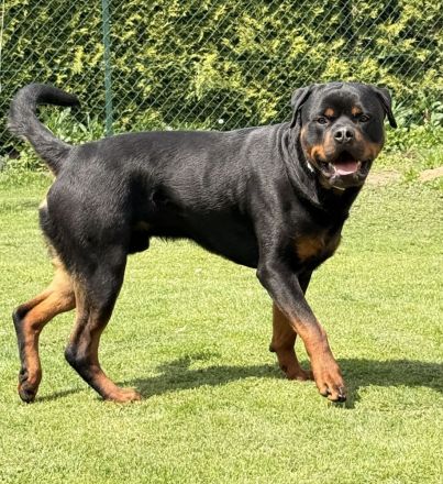 American Bulldog Welpen