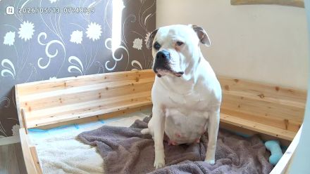 American Bulldog Welpen