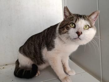 Ario und Pipim, FIV positiv