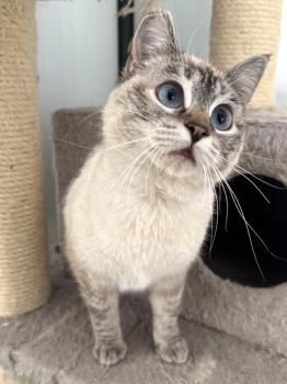 Maria, FelV positiv