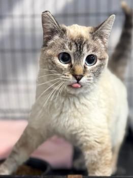 Maria, FelV positiv