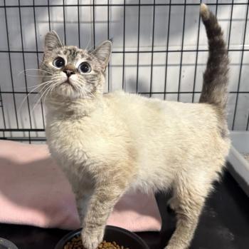 Maria, FelV positiv