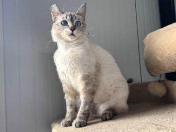 Maria, FelV positiv