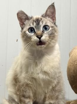 Maria, FelV positiv