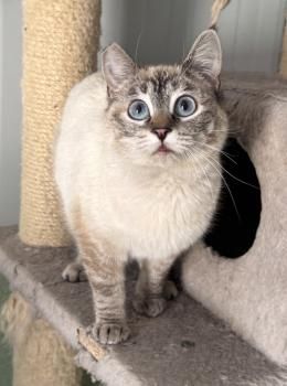 Maria, FelV positiv