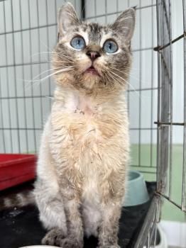Maria, FelV positiv